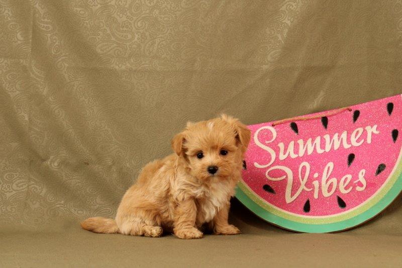 puppy, for, sale, Maltipoo, Matthew B. Stoltzfus, dog, breeder, Gap, PA, dog-breeder, puppy-for-sale, forsale, nearby, find, puppyfind, locator, puppylocator, aca